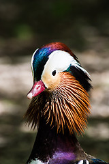 Image showing Mandarin Duck
