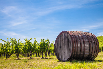 Image showing Tuscany wineyard