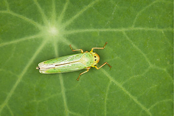 Image showing Leafhopper - green insect