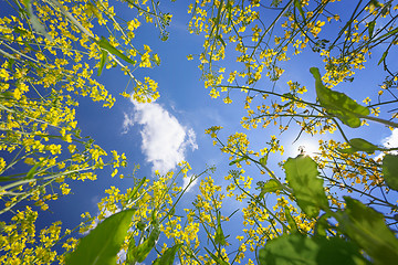 Image showing Sky framed by flowering oilseed rape