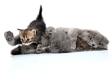 Image showing cats family milk feeding