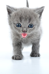 Image showing fuuny grey kitten