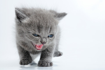 Image showing fuuny grey kitten