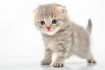 Image showing fuuny kitten