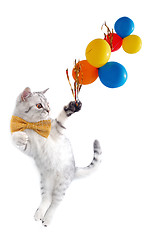 Image showing cute silver tabby Scottish cat with bow and balloons