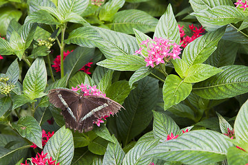 Image showing Common Parides