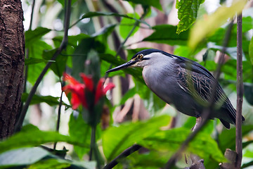 Image showing Striated Mangrove Heron