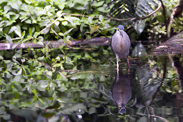 Image showing Striated Mangrove Heron