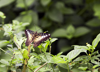 Image showing Clipper butterfly