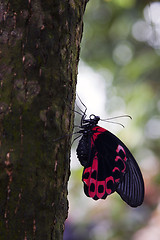 Image showing Postman Butterfly