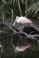 Image showing Roseate Spoonbill