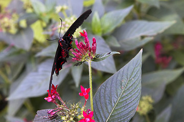 Image showing Postman butterfly