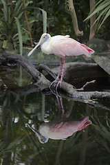 Image showing Roseate Spoonbill
