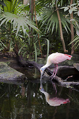 Image showing Roseate Spoonbill