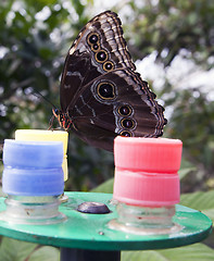 Image showing Owl butterfly