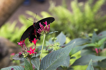 Image showing Postman butterfly