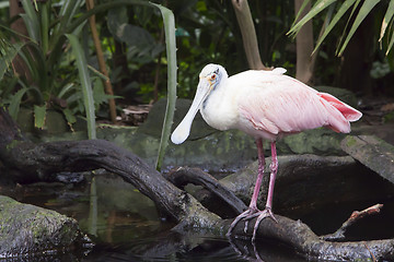 Image showing Roseate Spoonbill