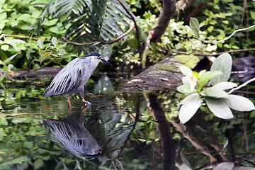 Image showing Striated Mangrove Heron