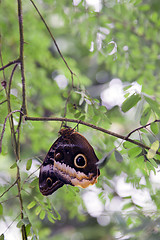 Image showing Owl butterfly