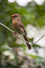 Image showing Female red cardinal