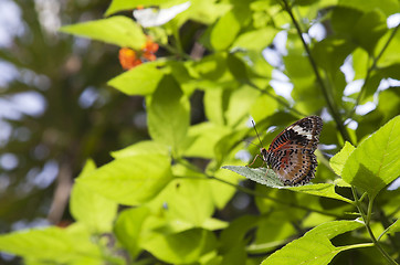 Image showing Malay Lacewing