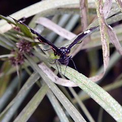 Image showing Common Parides