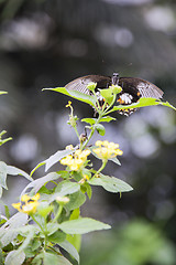 Image showing Clipper butterfly