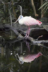 Image showing Roseate Spoonbill