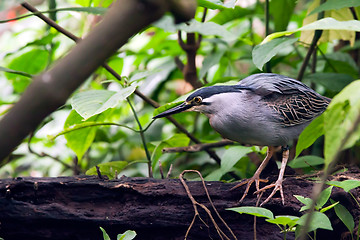 Image showing Striated Mangrove Heron