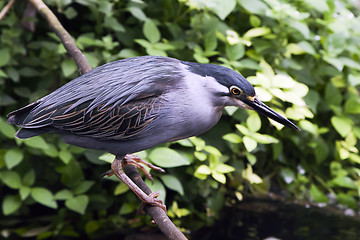 Image showing Striated Mangrove Heron