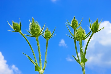 Image showing Small teasel flowers