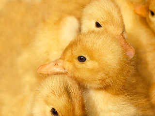 Image showing Small ducklings on yellow