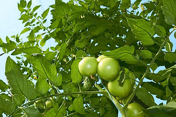 Image showing Green tomatoes from below