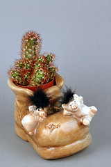 Image showing Cactus in shoe pot