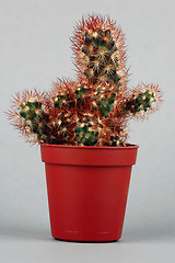 Image showing Cactus