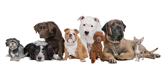 Image showing Group of eight dogs