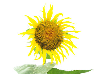 Image showing Sunflower flower