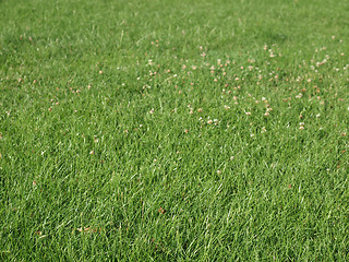 Image showing Meadow grass