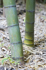 Image showing Bamboo