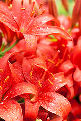 Image showing red lilly flowers 