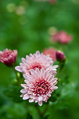 Image showing Pink dahlia