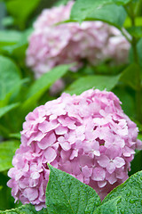 Image showing pink hortensia 