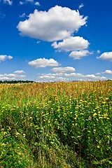 Image showing Summer Landscape