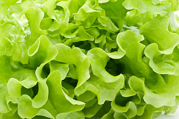 Image showing Lettuce