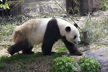 Image showing Panda