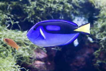 Image showing Blue surgeonfish