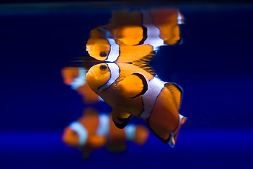 Image showing Exotic fish