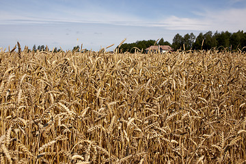 Image showing Wheat field background