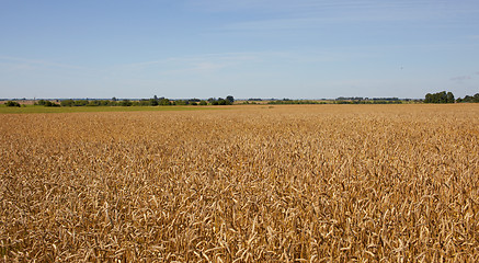 Image showing Harvest-2012. Wheat field background.