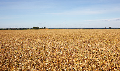 Image showing Harvest-2012. Wheat field background.